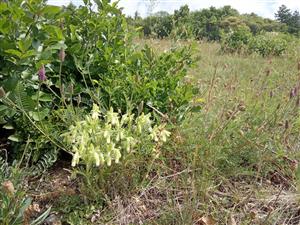 Onosma arenaria v poraste Tr2