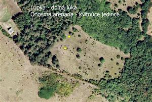Mapka výskytu kvitnúcich jedincov Onosma arenaria
