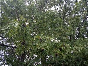 Sorbus dmestica - dospelý strom