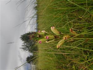 IMG_20200803_165136.jpg