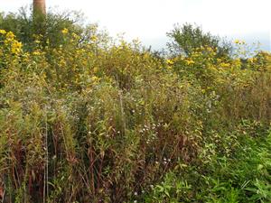 Aster lanceolatus a Helianthsu tuberosus.