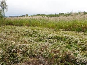 Aster lanceolatus na okraji výsadby RRD a Miscanthus chinensis.