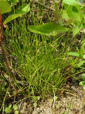 Isolepis setacea.