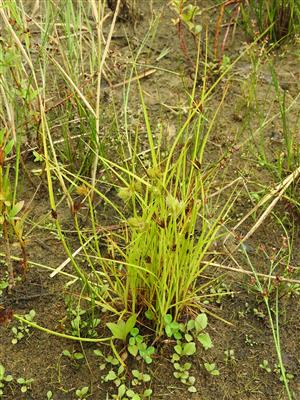 Carex bohemica