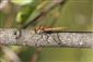 Sympetrum sanguineum (Muller, 1764)