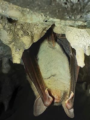 myotis myotis