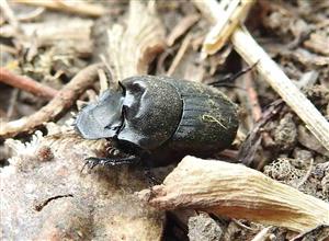 Lajniak Onthophagus verticicornis