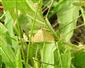 Sitochroa verticalis (Linnaeus, 1758)