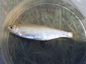 Alburnus alburnus