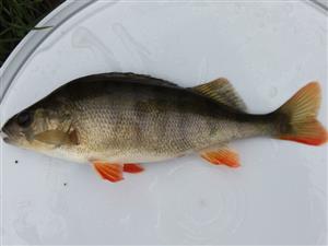 Perca fluviatilis