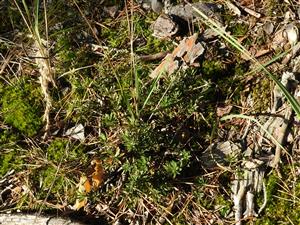 Daphne cneorum v borovicovom lese na pieskovej dune.