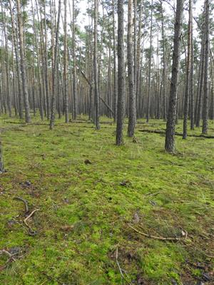 Borovicový les na pieskovej dune s prevahou machov a lišajníkov v podsraste.