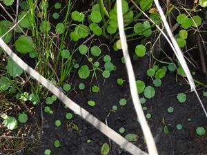 Hydrocotyle vulgaris v CHA Mešterova lúka.