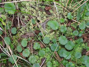 Sphagnum sp.