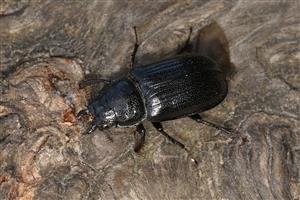 Ceruchus chrysomelinus