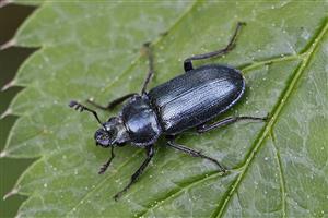 Platycerus caraboides