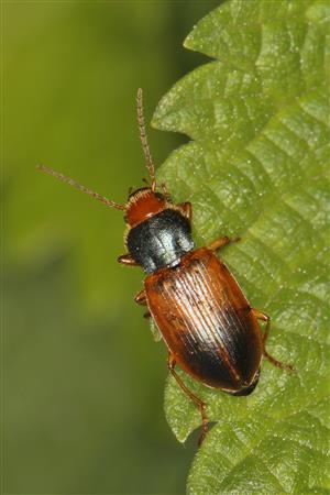Diachromus germanus