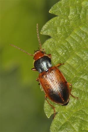 Diachromus germanus (Linnaeus, 1758)