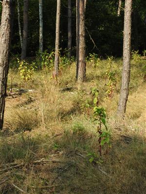 Phytolacca americana v borovicovej monokultúre.