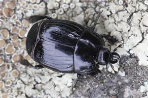 Margarinotus merdarius