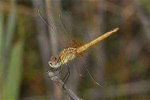 Sympetrum fonscolombei