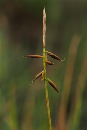 Carex pulicaris