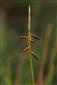 Carex pulicaris