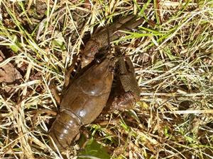 Astacus astacus