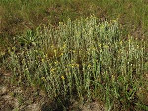 Helichrysum arenarium.