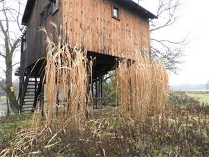 Vysadená Miscanthus sinensis v alúviu rieky Morava (CHKO Záhorie, CHVÚ Záhorské Pomoravie.