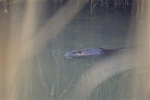 nutria