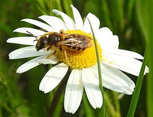 Včielka Halictus scabiosae