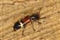 Tilloidea unifasciata (Fabricius, 1787)