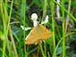 Lythria purpuraria (Linnaeus, 1758)
