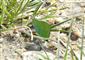 Callophrys rubi (Linnaeus, 1758)