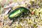 Protaetia aeruginosa (Drury, 1770)