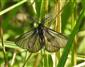 Penthophera morio (Linnaeus, 1767)