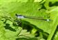 Ischnura elegans (Van der Linden, 1823)