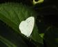 Celastrina argiolus (Linnaeus, 1758)