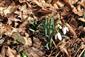 Galanthus nivalis.