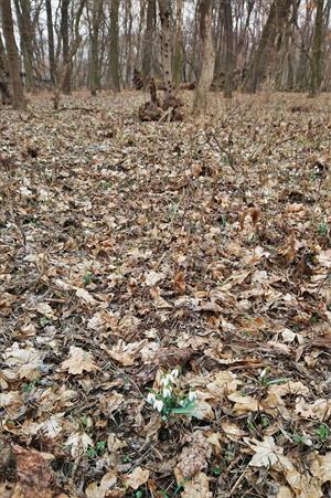 Galanthus nivalis.