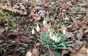 Galanthus nivalis