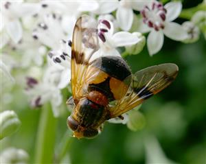 Volucella inflata