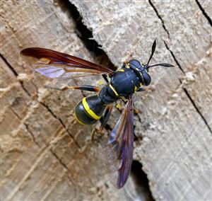 Sphiximorpha subsessilis