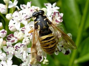 Temnostoma vespiforme