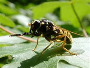 Temnostoma vespiforme