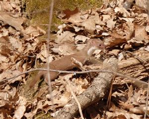 Mustela nivalis