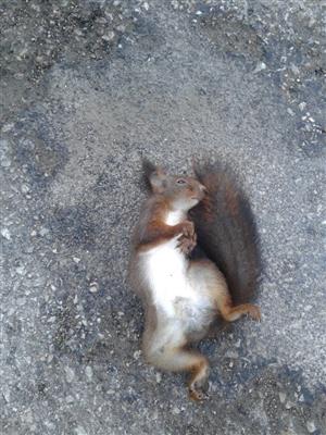Sciurus vulgaris 2