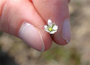 Kvet Spergula pentandra.