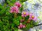 Sempervivum wettsteinii